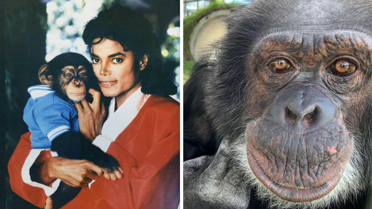 Bubbles, el chimpancé de Michael Jackson