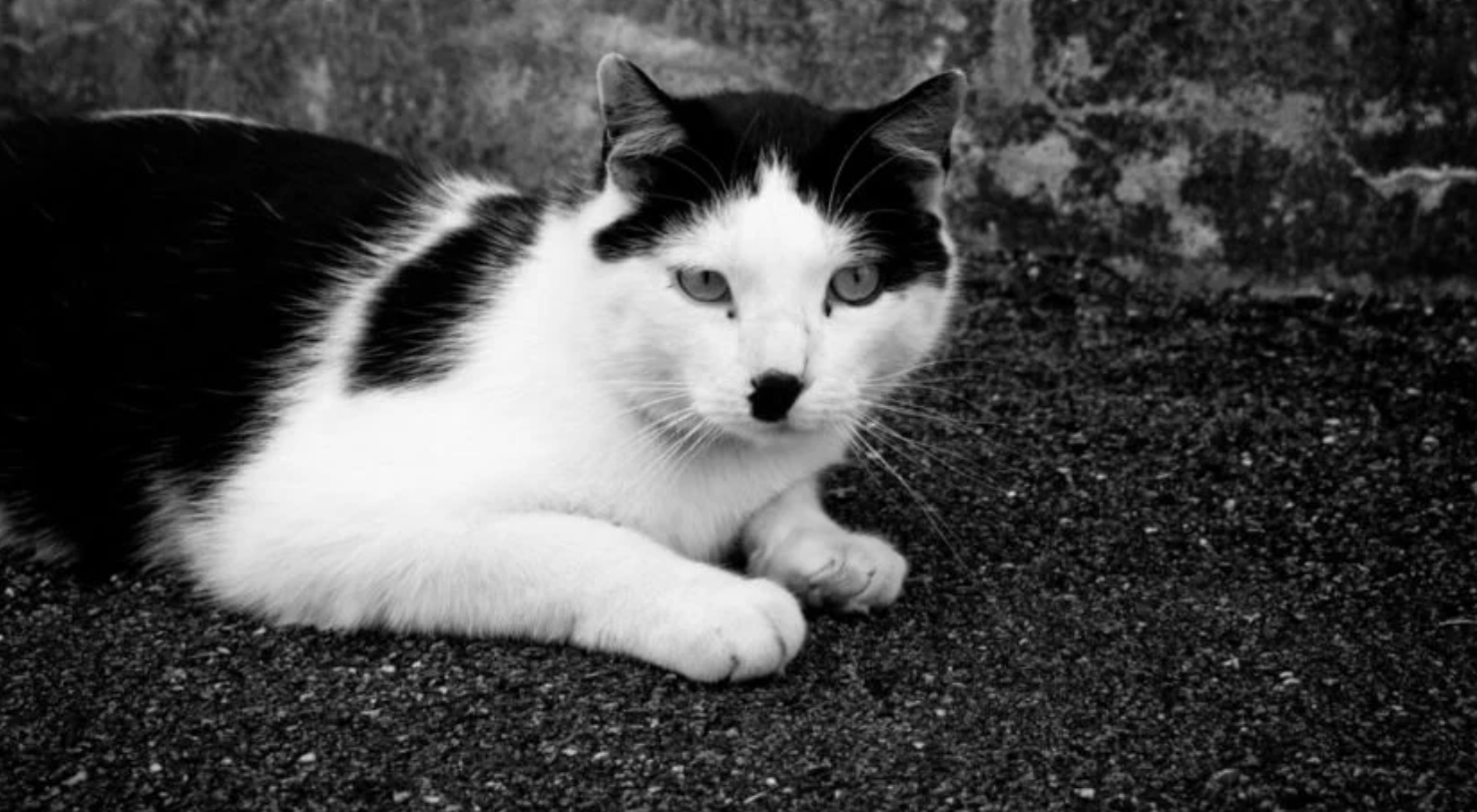 GATO 
