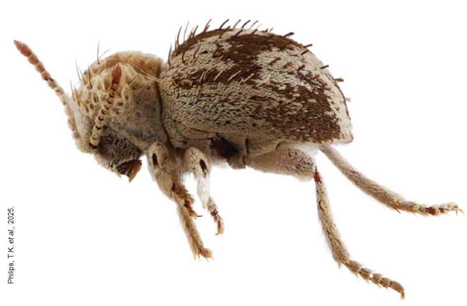escarabajo