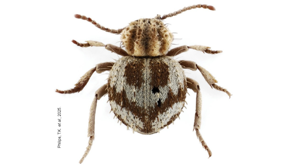 escarabajo