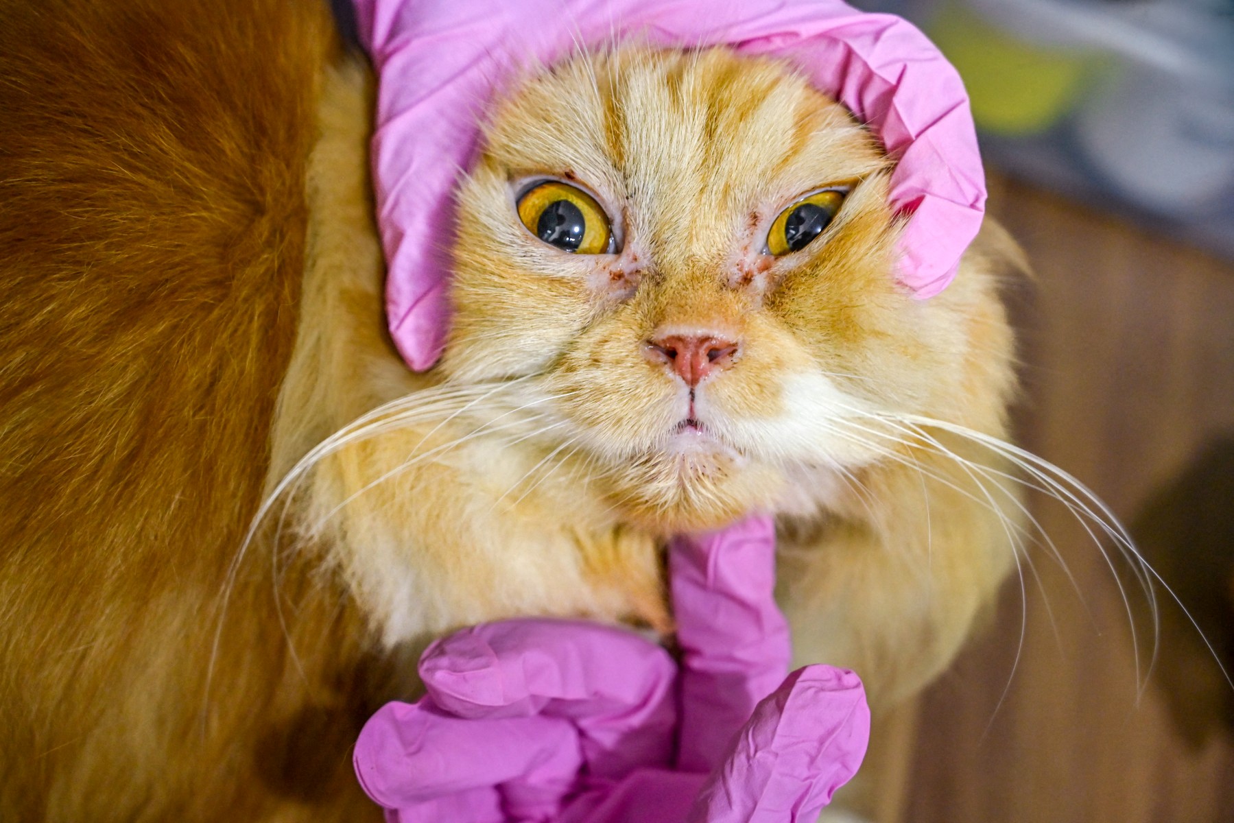 GATO 