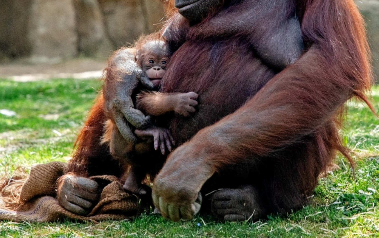 orangután de Borneo