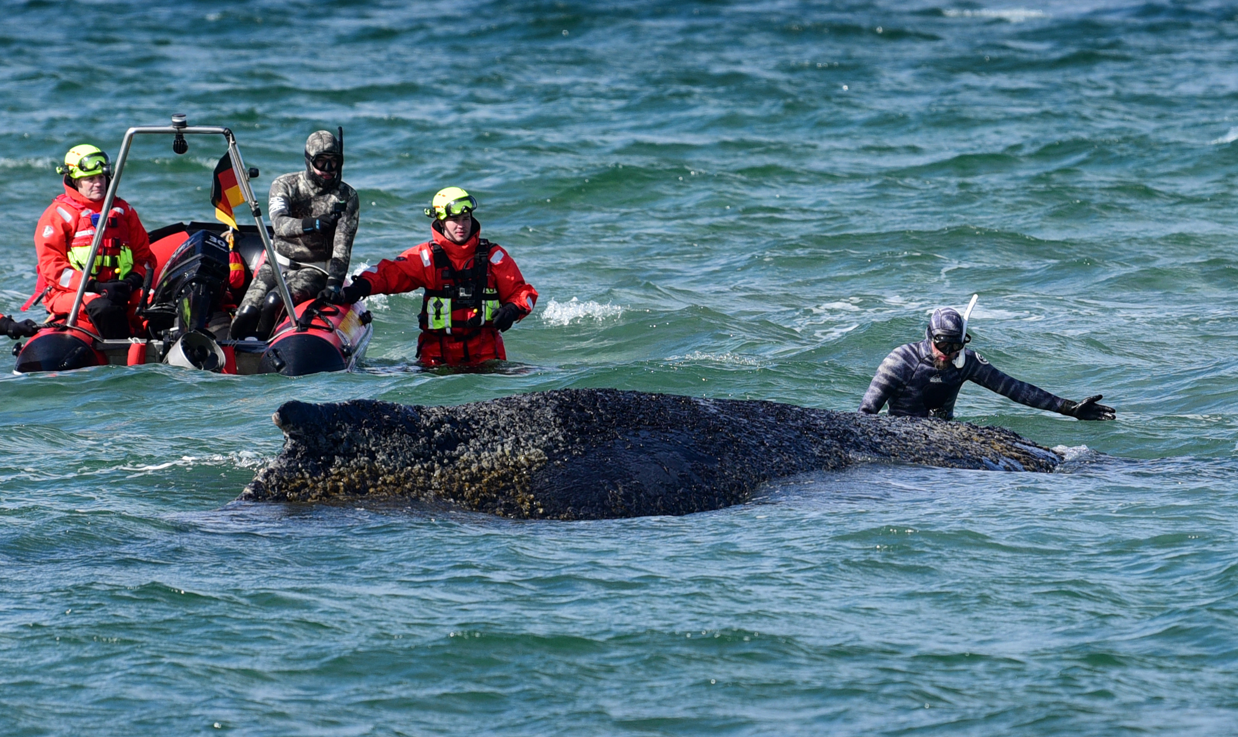 Rescate de una ballena varada en la costa del mar Báltico