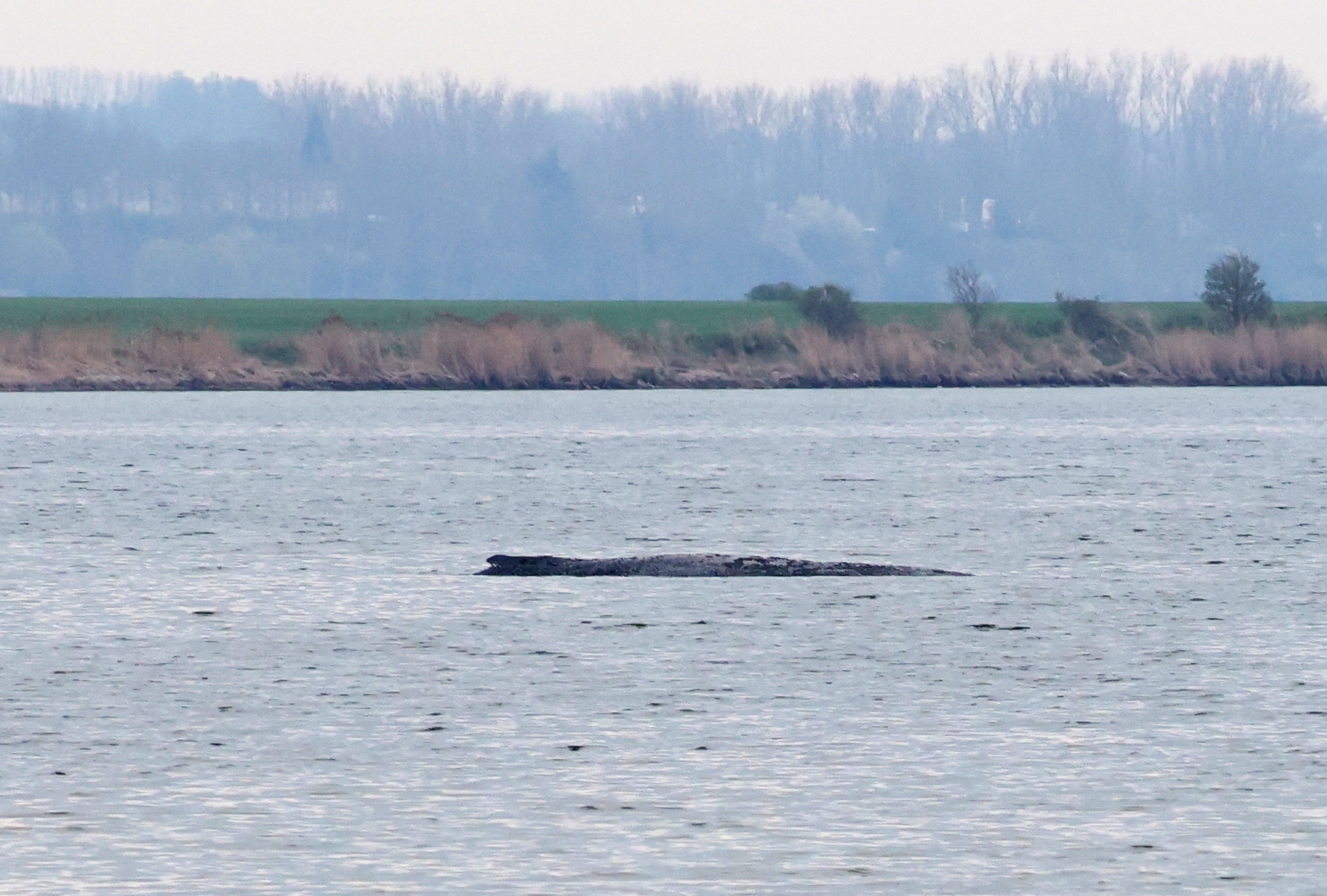 Rescate de una ballena varada en la costa del mar Báltico