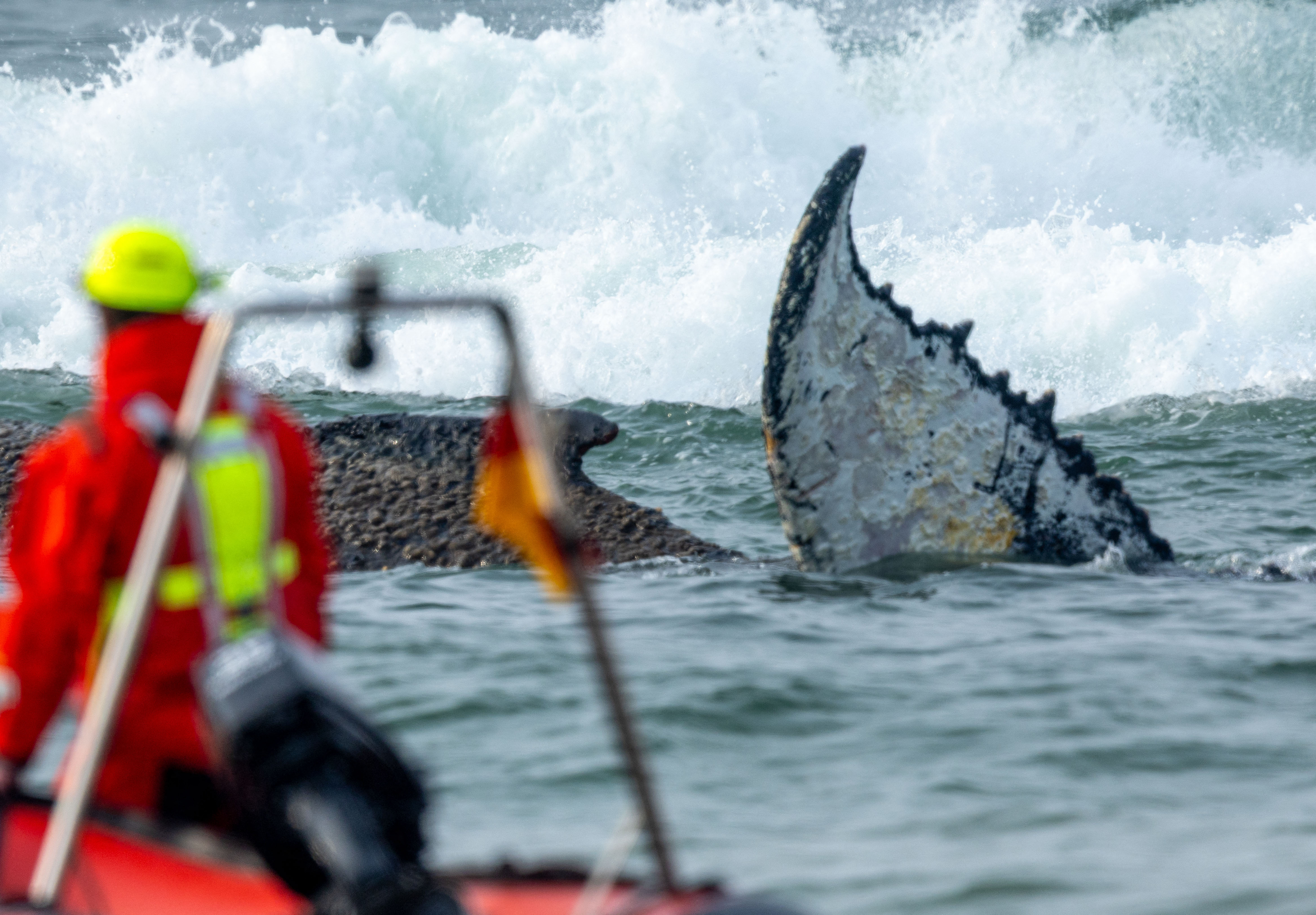 Rescate de una ballena varada en la costa del mar Báltico