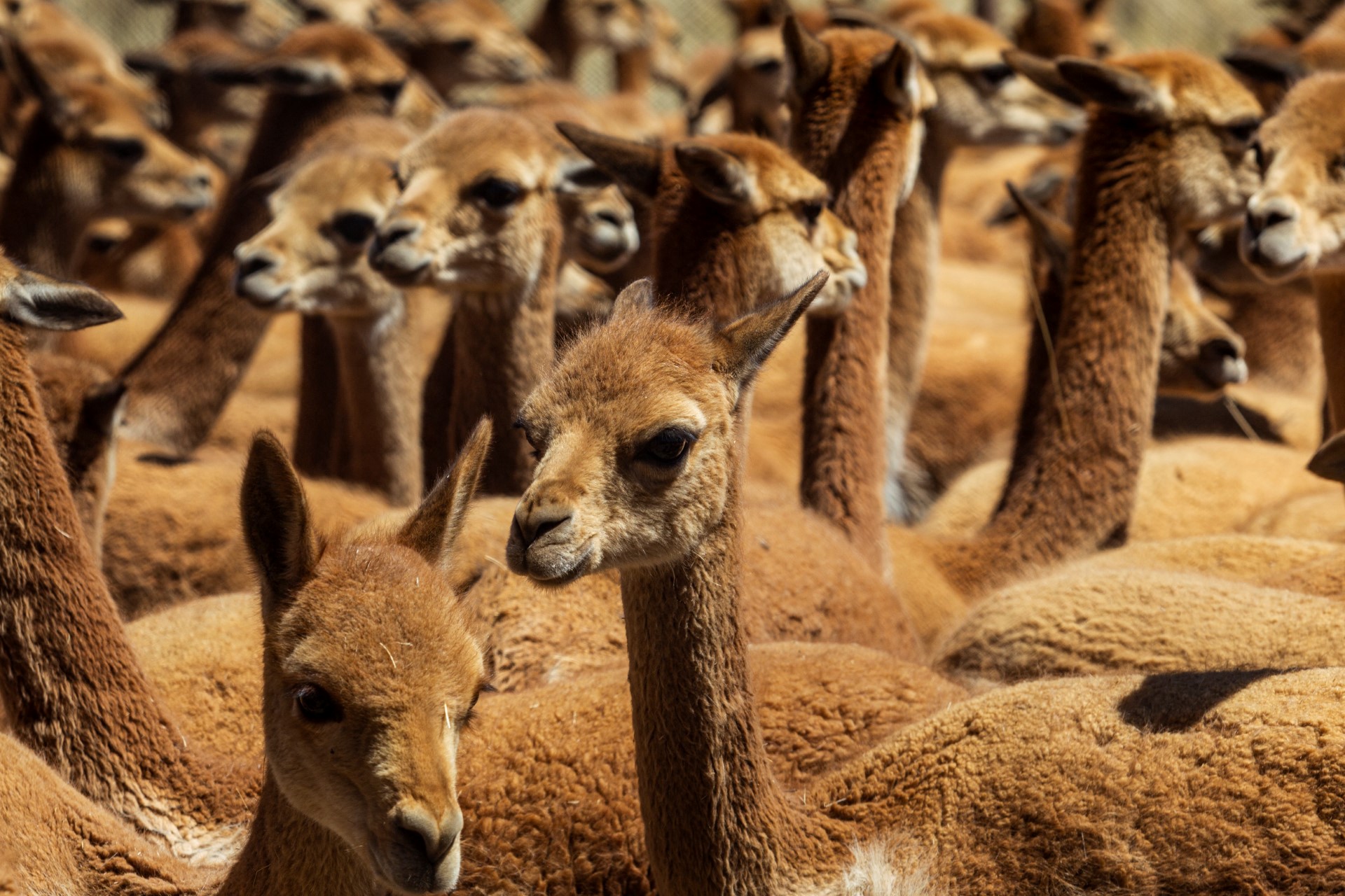 VICUÑA 