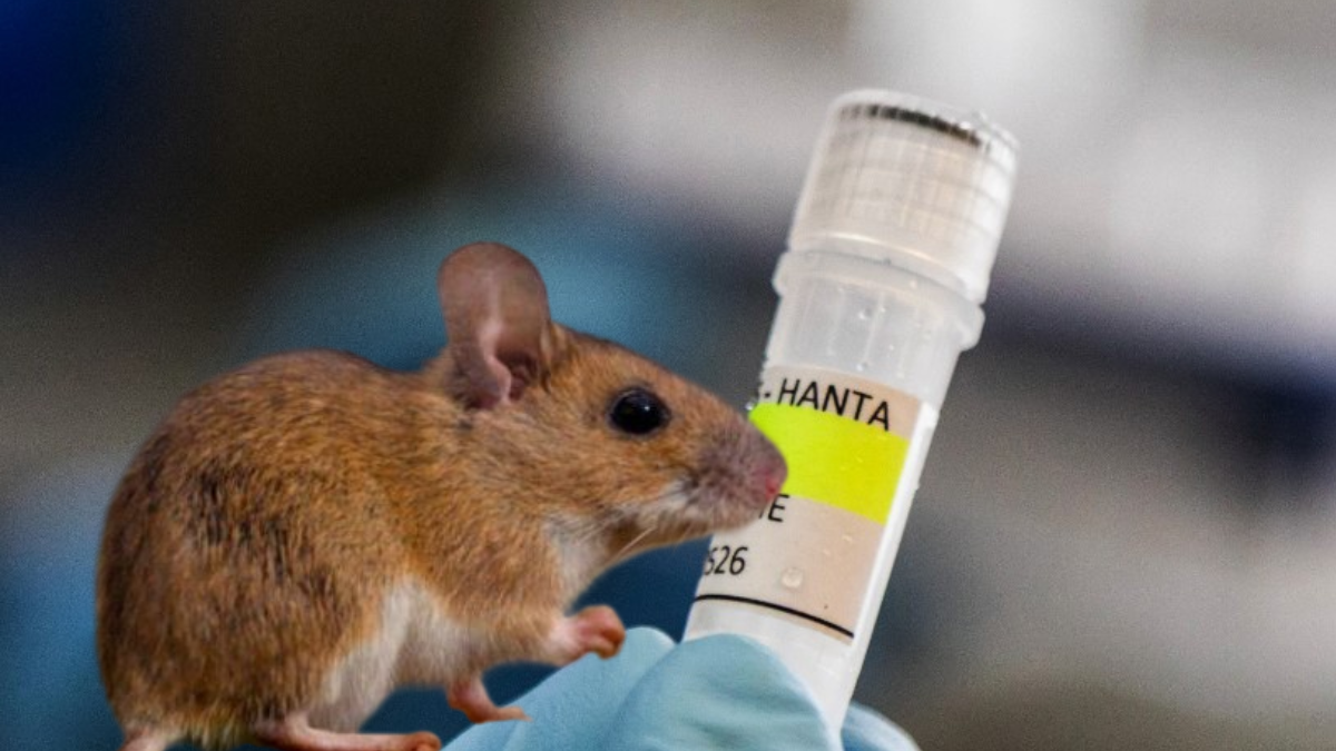 Hantavirus
