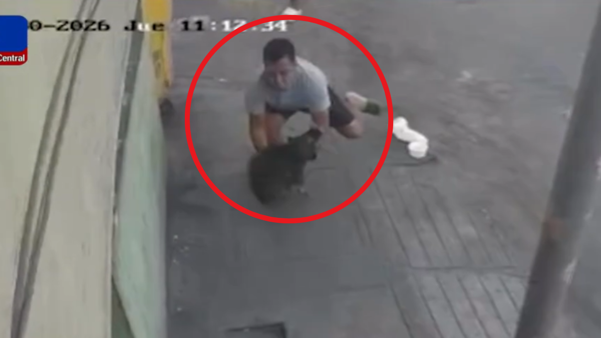 perrito