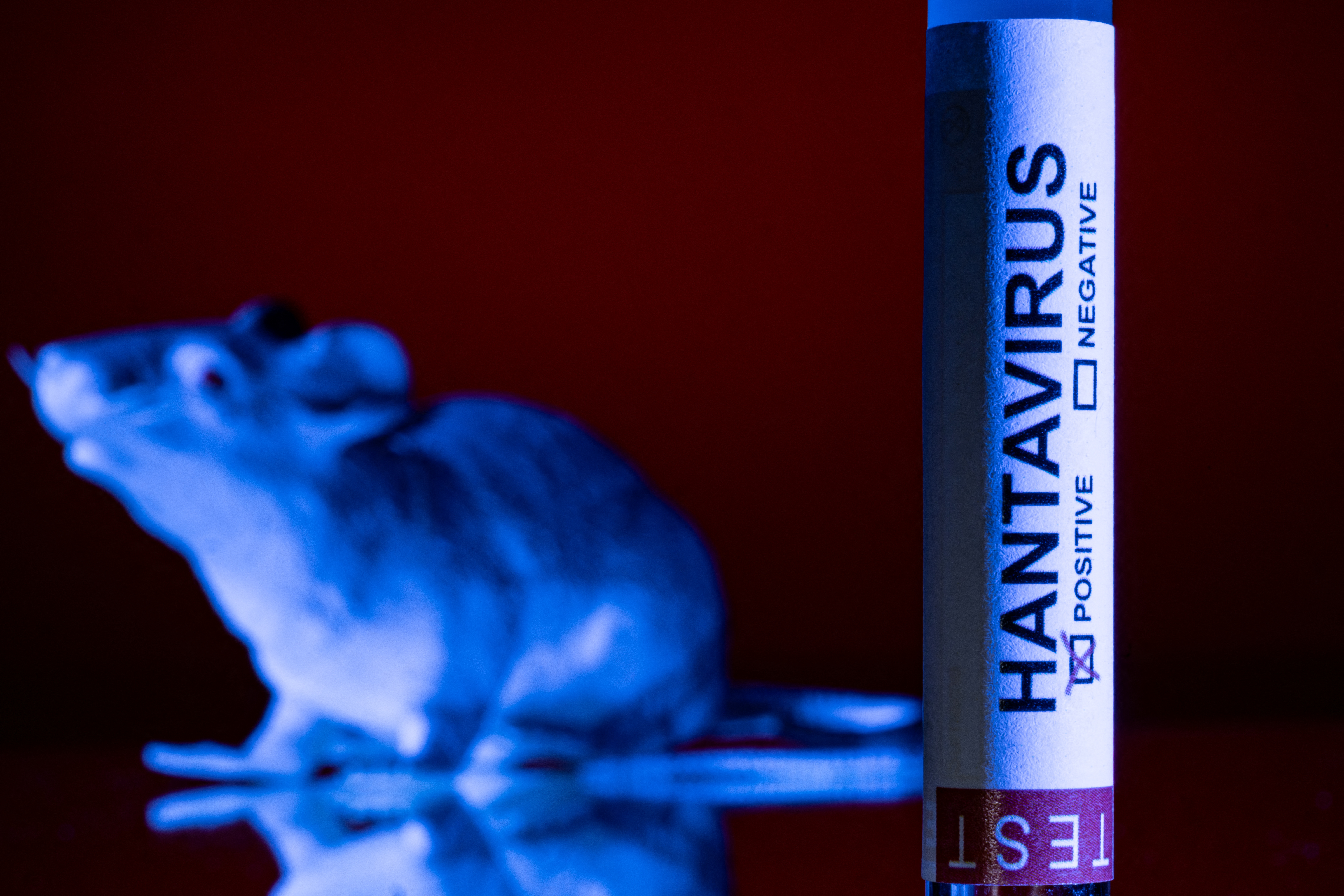 Hantavirus