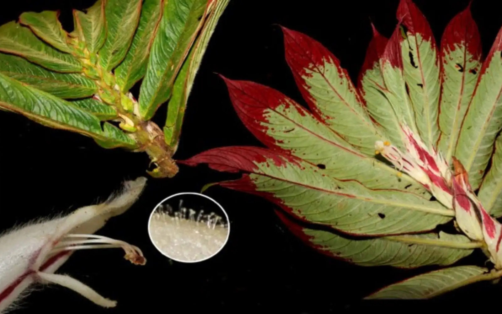 Junín descubren dos nuevas especies de plantas en Bosque de Protección Pui Pui