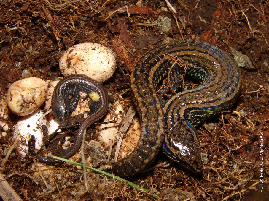 Petracola ianwhitei