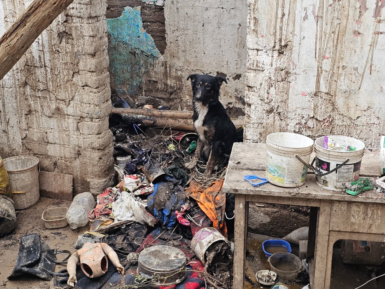 Adulto mayor pierde todo en incendio de Huaral y se reencuentra con sus perritos