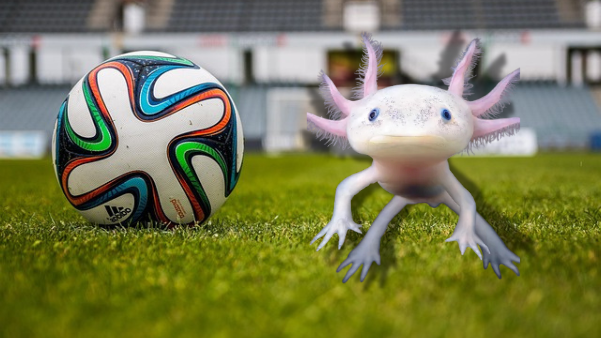 Ajolote predice el partido inaugural del Mundial 2026