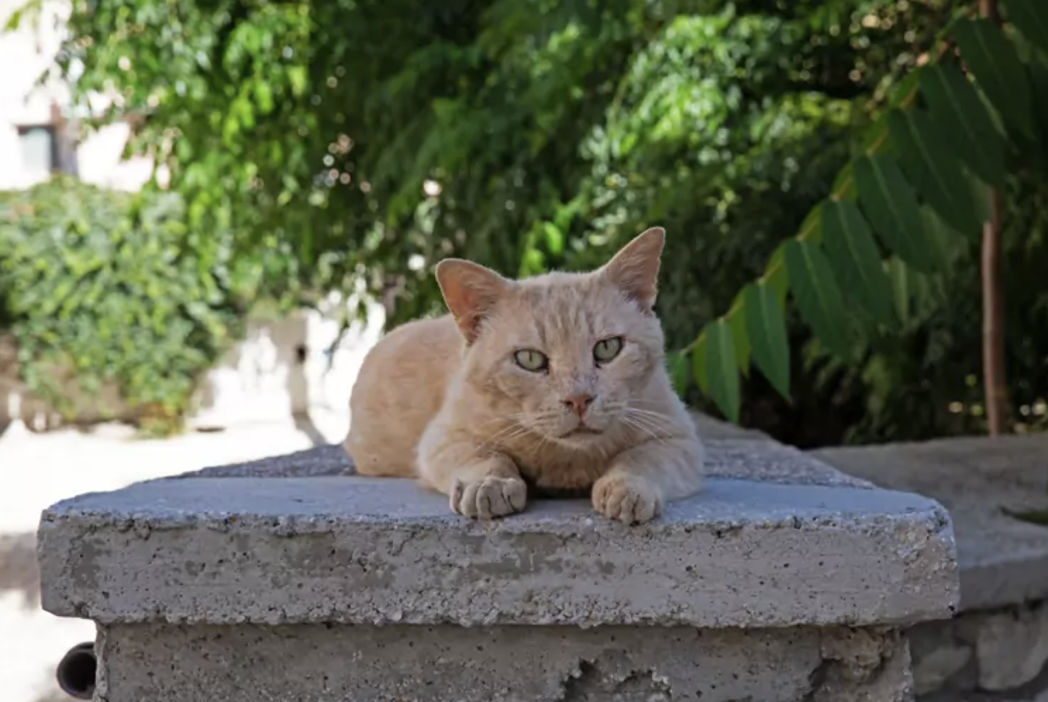 GATOS 