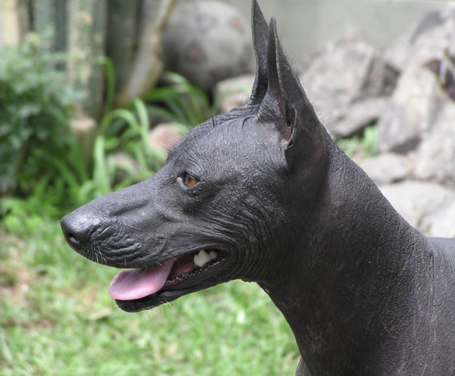 PERRO 