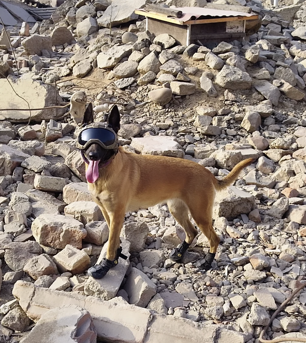 PERRITA 