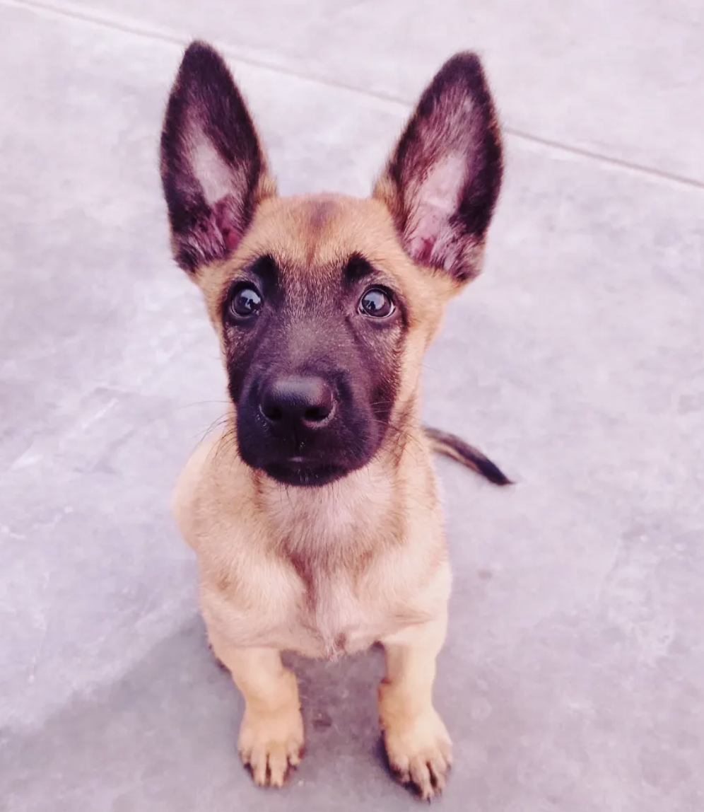 CACHORRA 