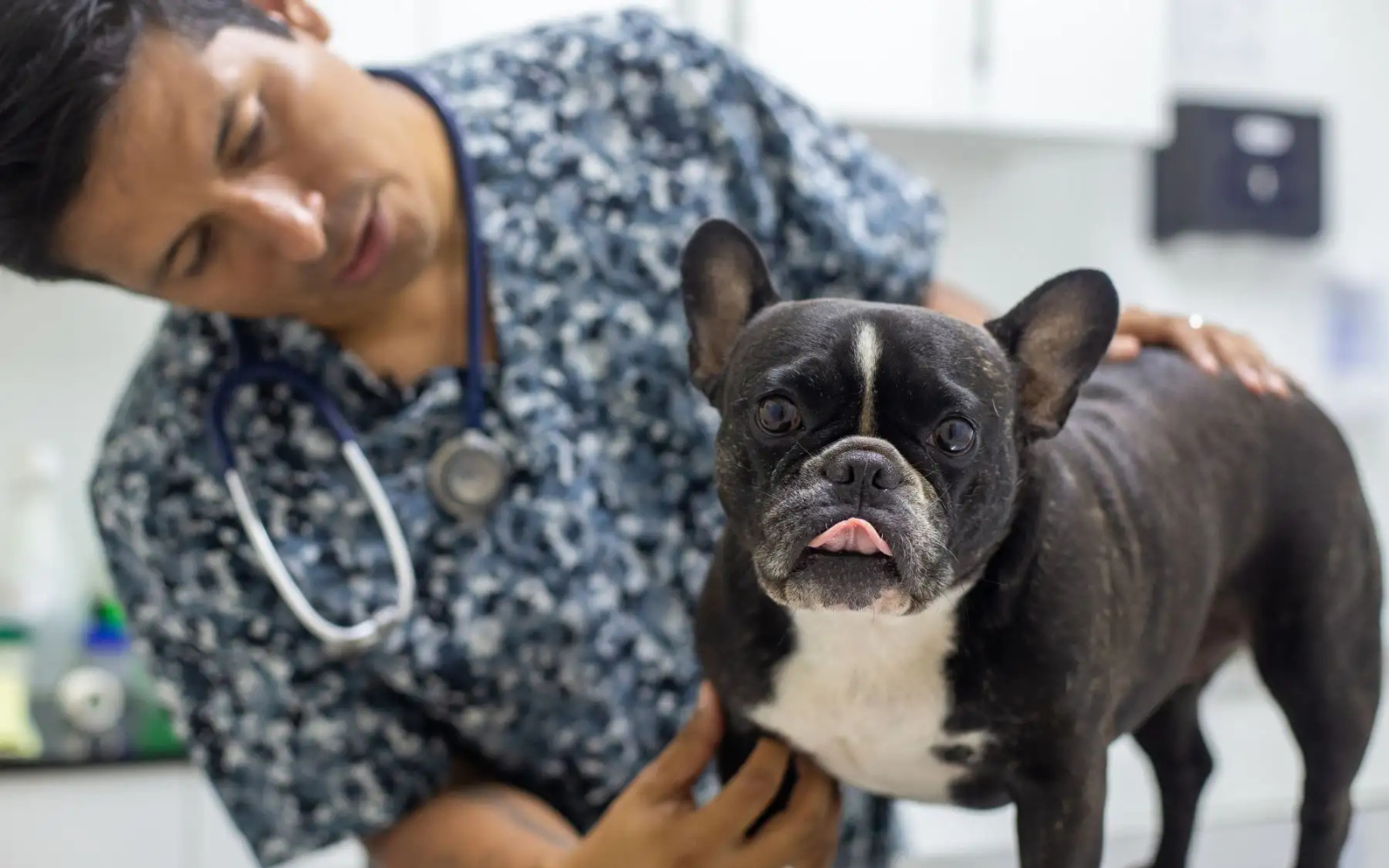 El Agustino realizará campaña de esterilización para perros y gatos a bajo costo