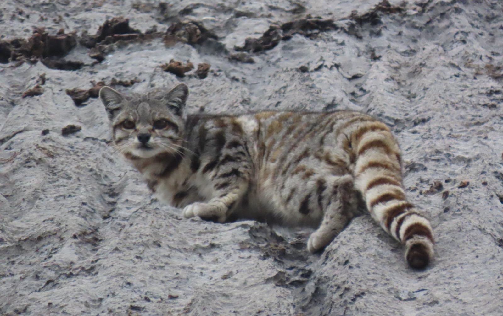  gato andino
