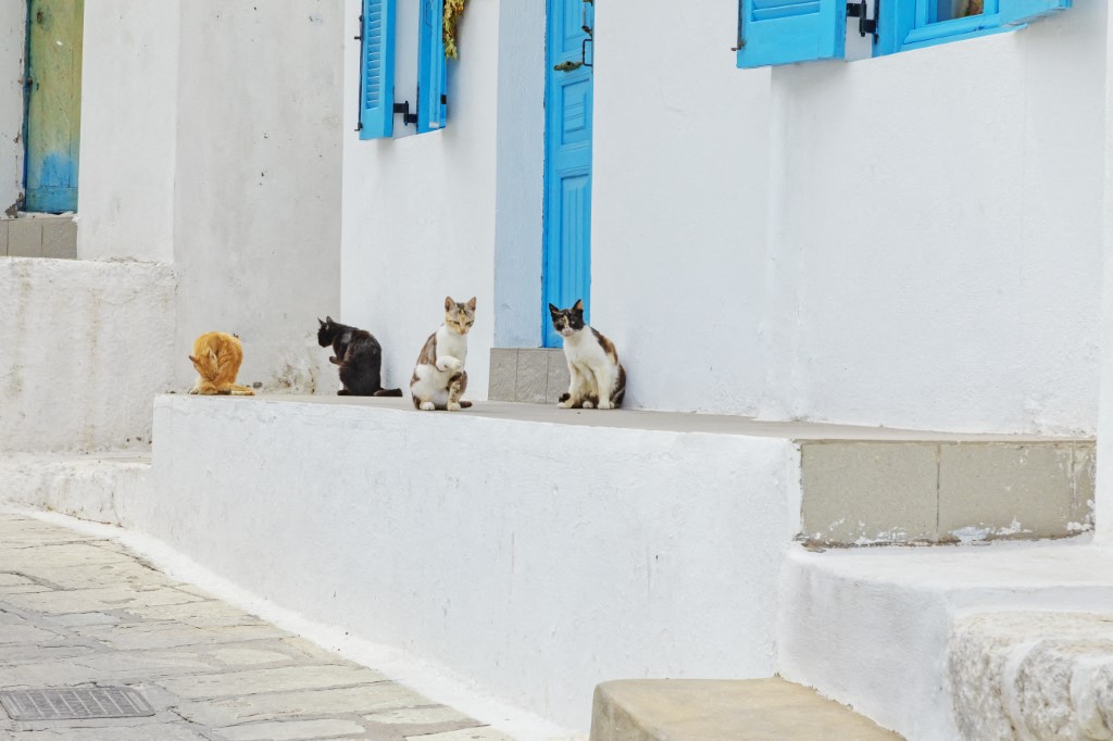 GATOS 