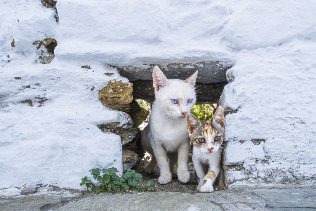 GATOS 