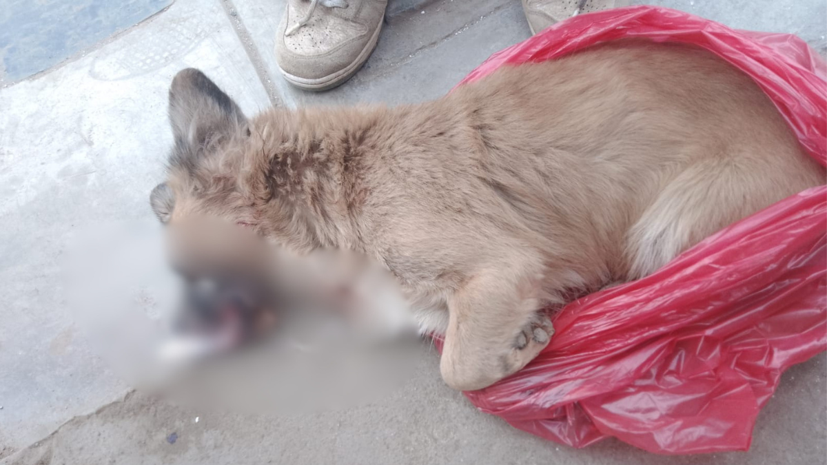 perrito víctima