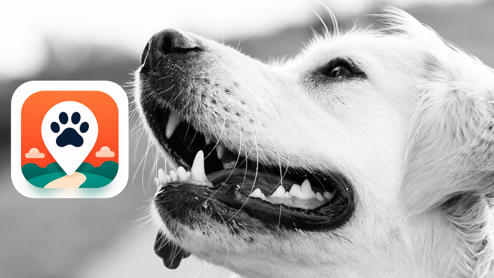 PERRO 