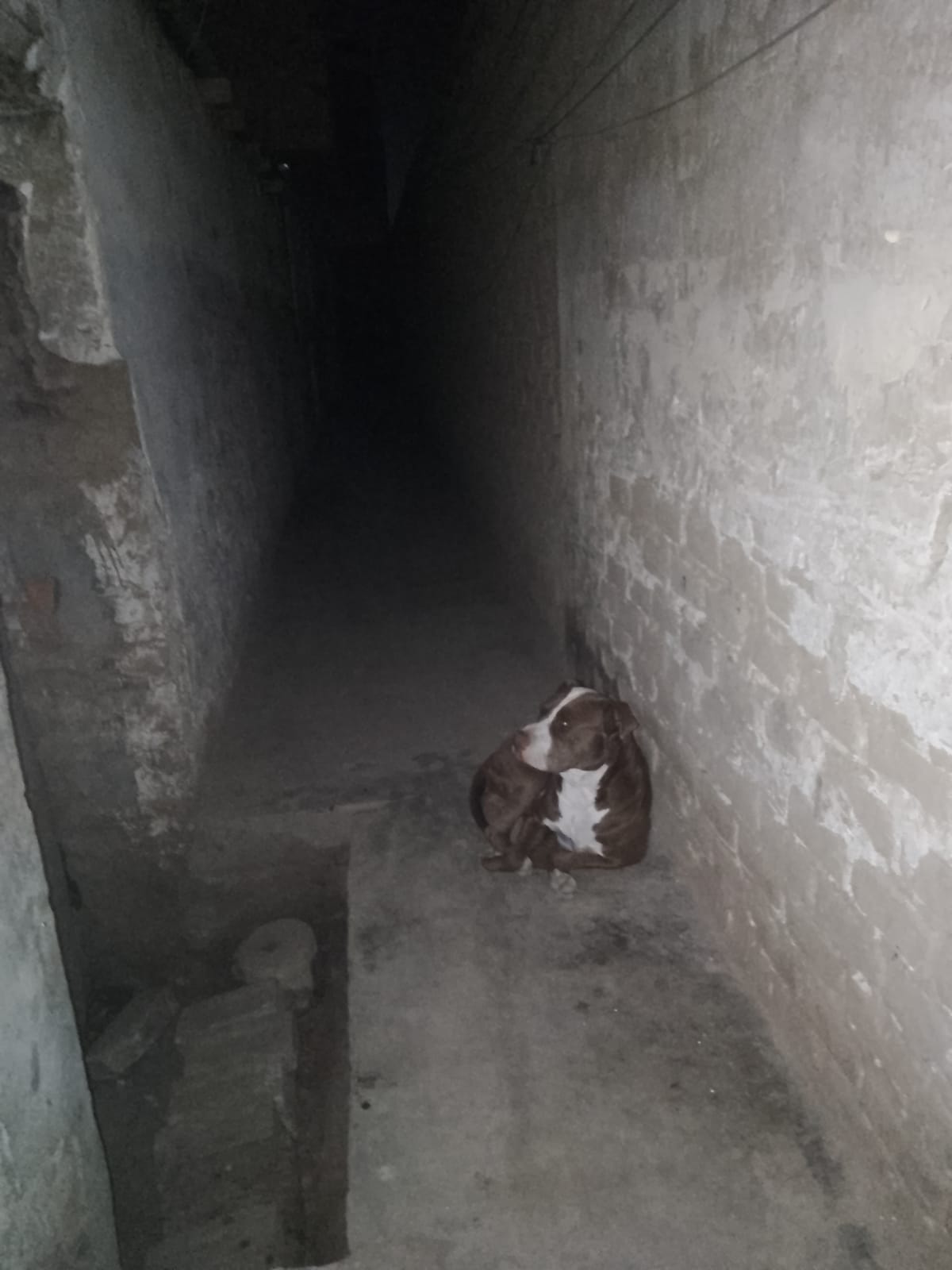 pitbull