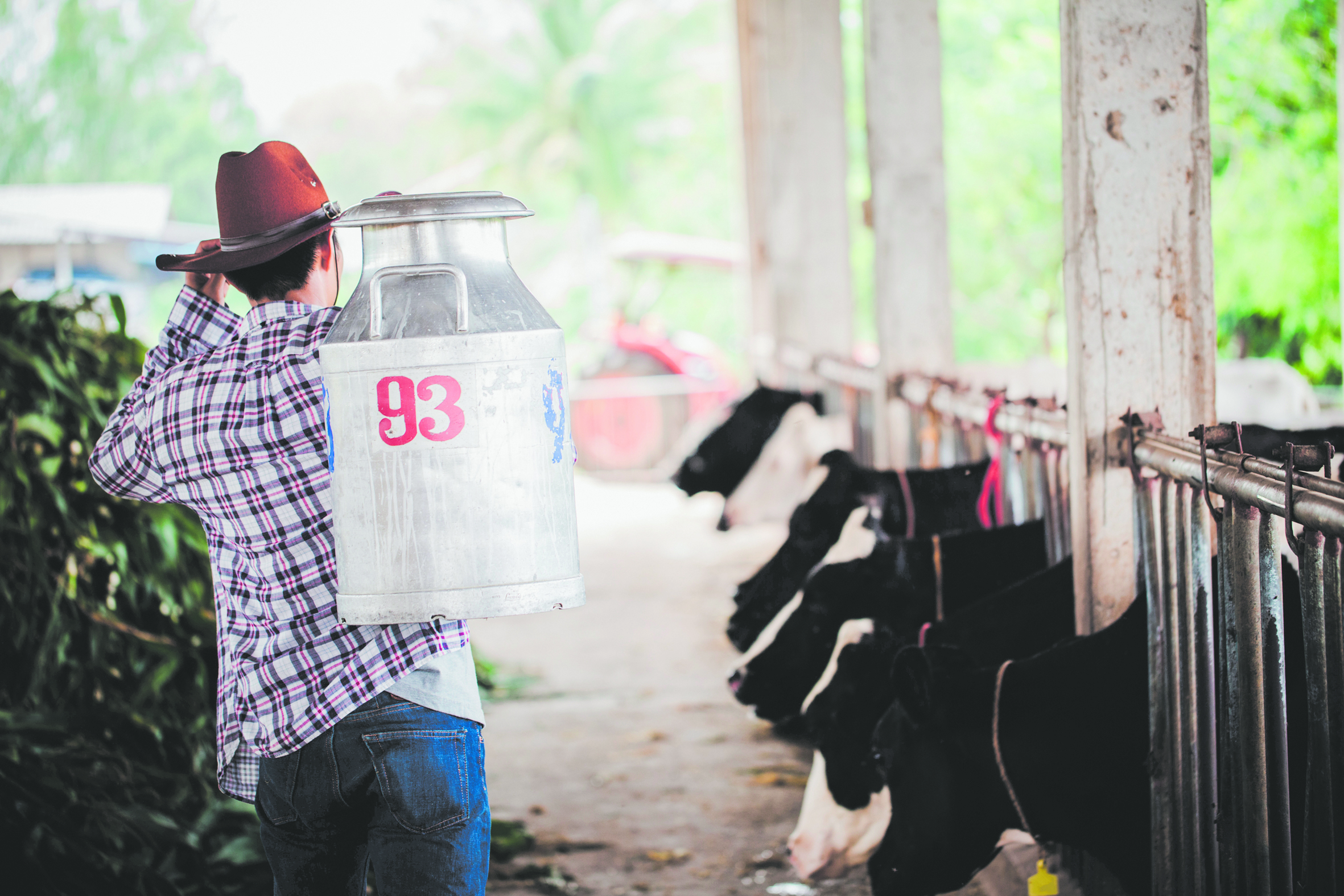 familias ganaderas. En el Perú existen más de 452 mil productores de ganado vacuno lechero que están transformando la industria.