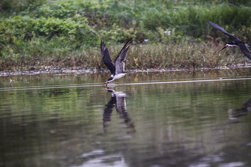 AVES 