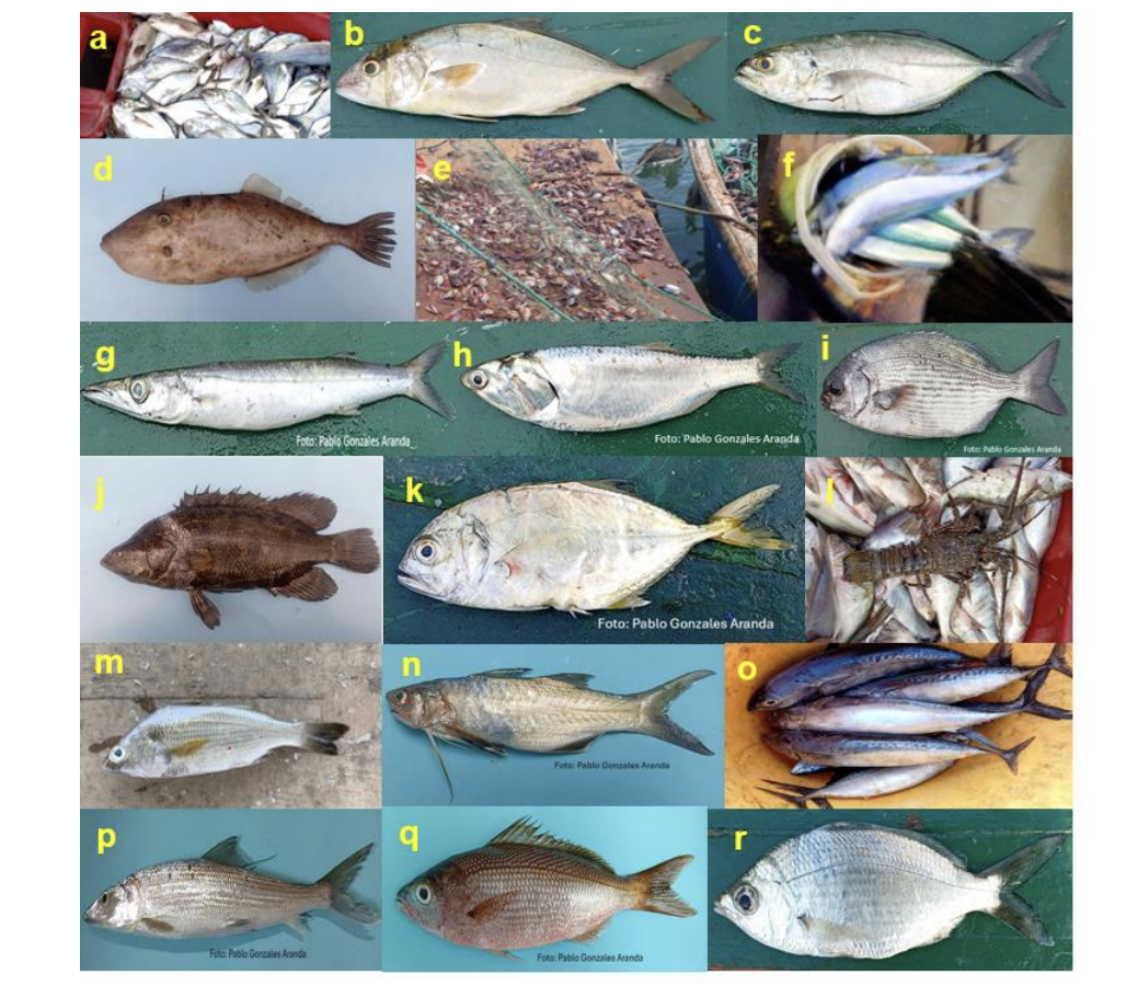 PESCADOS 