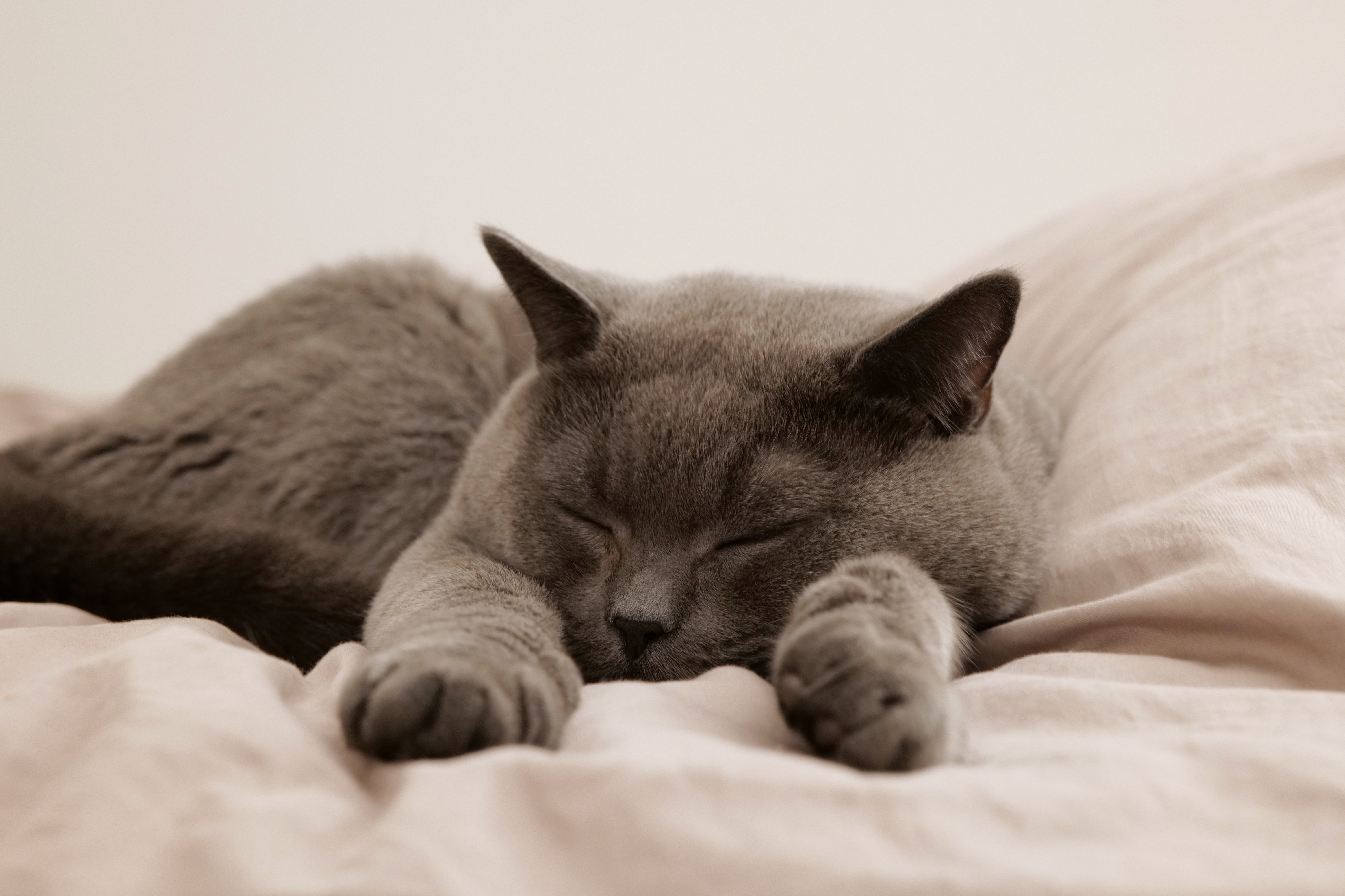 GATOS 