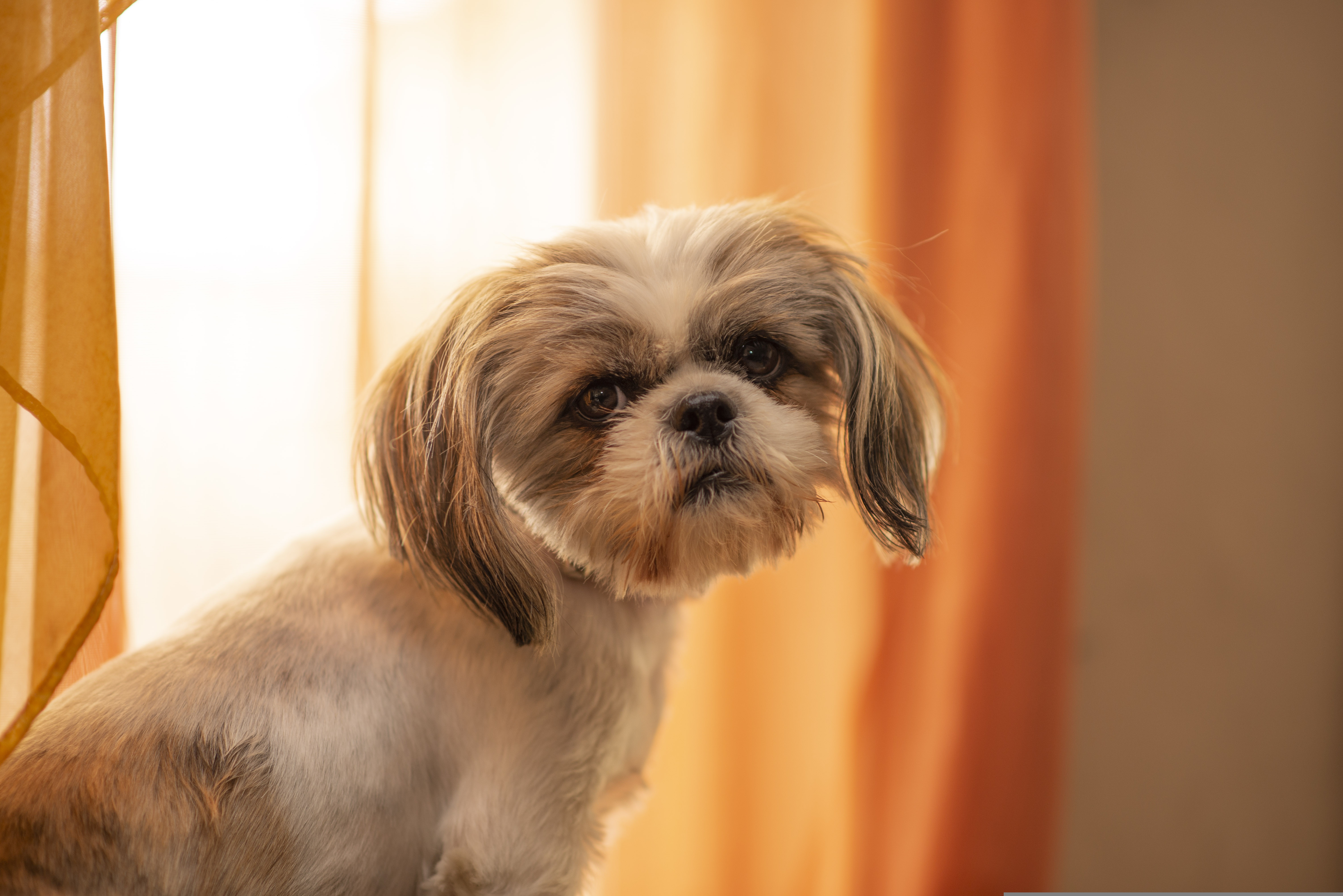 PERRO 