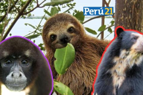 Animales en peligro.