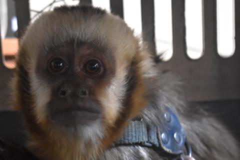 Monos Machín fueron rescatados por Serfor.