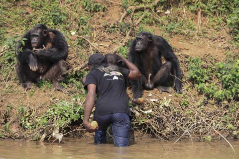 Entre Nigeria y Camerún, se cuentan "entre 1.200 y 2.400 ejemplares".