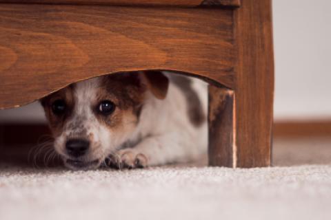 Te ofrecemos algunas recomendaciones para evitar que tu mascota salva perjudicada en estas fechas.