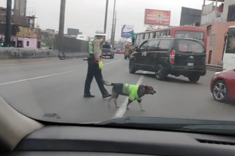perrito viral