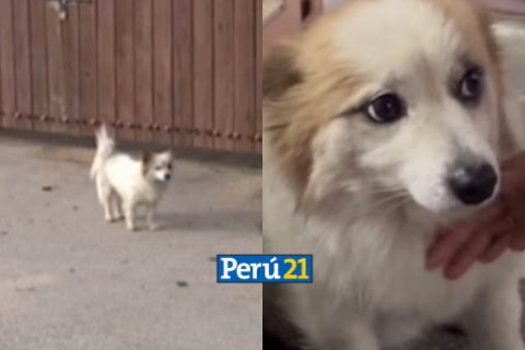 perrito