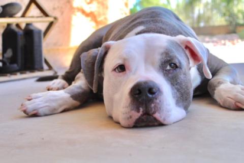 Pitbull