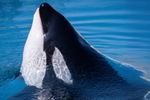 Orca en Francia