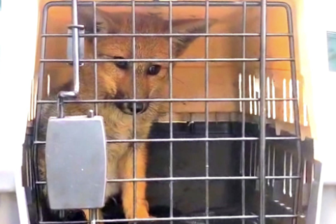 Zorrito rescatado por SERFOR.