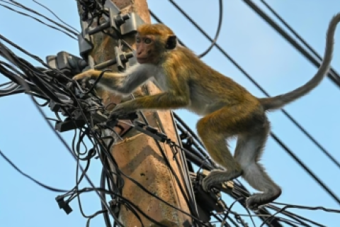 Mono deja sin luz a 32 millones en Sri Lanka