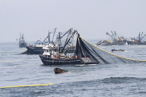 Pesca