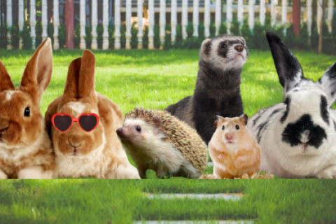 Animales