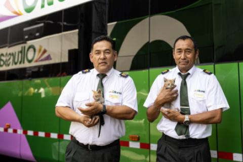 Empresa ofrece gatitos en adopción