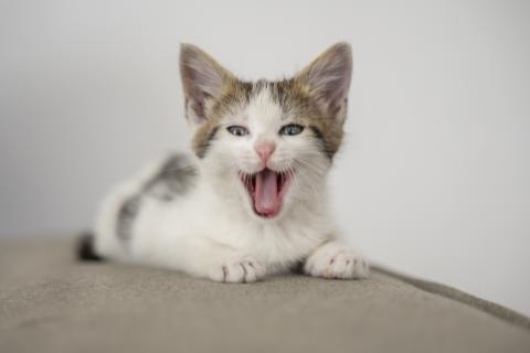 A diferencia de los perros, los gatos se comunican de forma más sutil por lo que es un poco más complicado comprenderlos. Foto: Freepik 