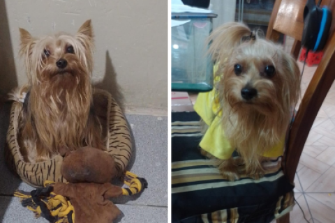 Mascota lleva desaparecida una semana. Foto: Facebook 