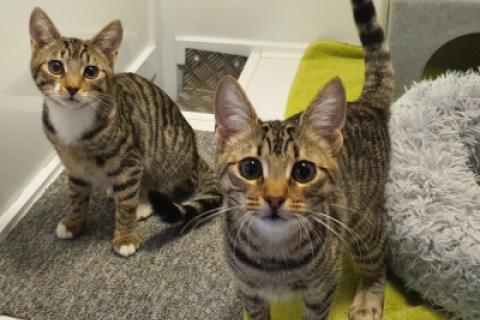 Gatos
