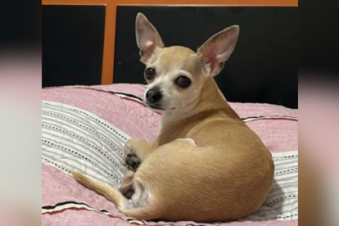 MATEO